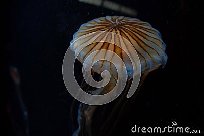 Jellyfish image Stock Photo