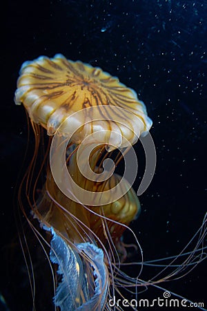 Jellyfish image Stock Photo