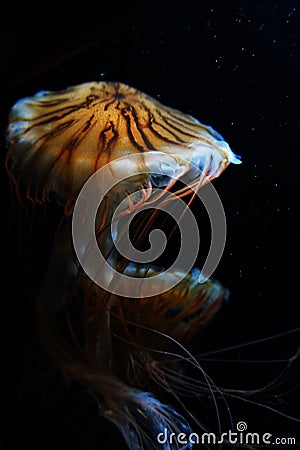 Jellyfish image Stock Photo