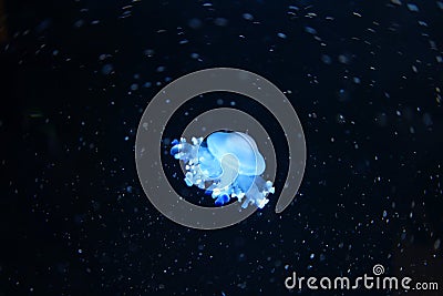 Jellyfish image Stock Photo