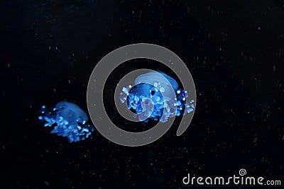 Jellyfish image Stock Photo