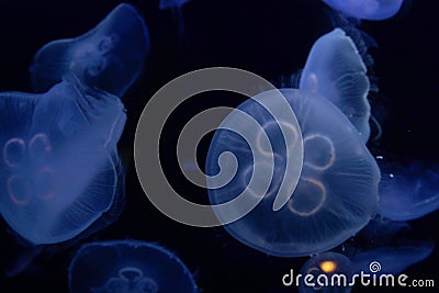 Jellyfish image Stock Photo