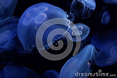 Jellyfish image Stock Photo