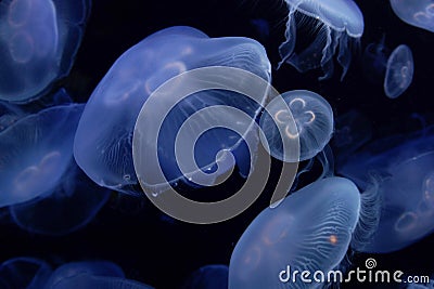 Jellyfish image Stock Photo