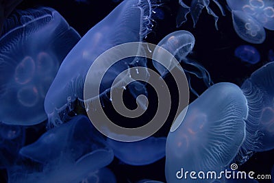 Jellyfish image Stock Photo