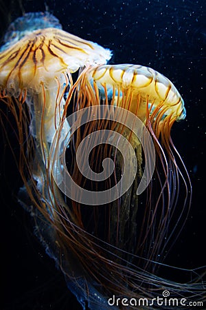 Jellyfish image Stock Photo