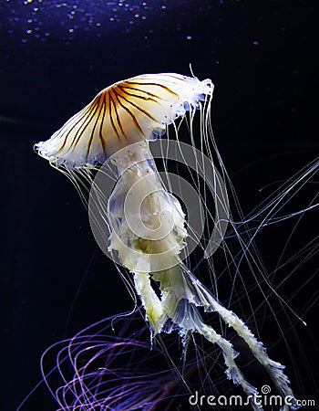 Jellyfish Stock Photo