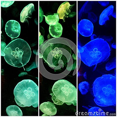 Jellyfish in neon collage Stock Photo