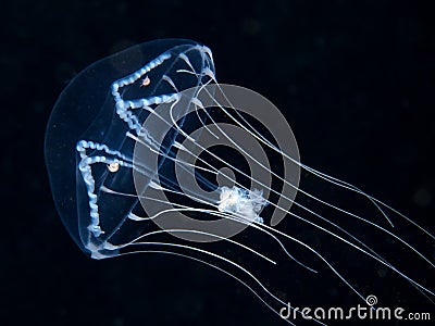 Jellyfish with passengers Stock Photo