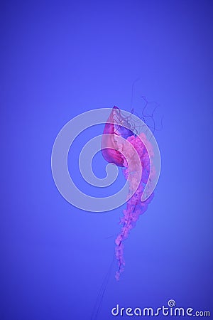 Jellyfish Pink Blue Stock Photo