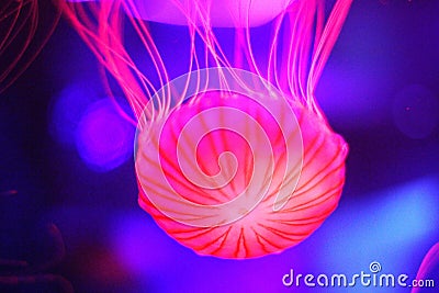 Jellyfish pink collor Stock Photo