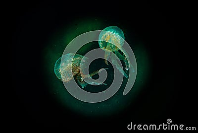 jellyfish planet Stock Photo