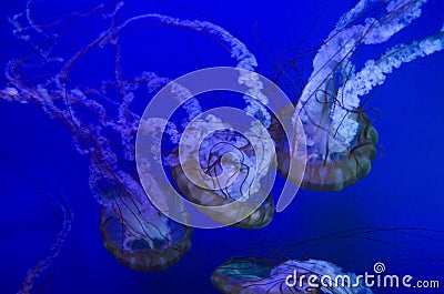 Jellyfish in Point Defiance Zoo and Aquarium Stock Photo