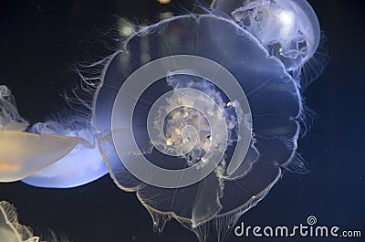 Jellyfish in Point Defiance Zoo and Aquarium Stock Photo