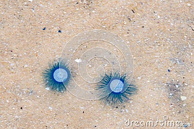 Jellyfish Porpita Porpita Stock Photo