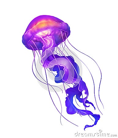 Jellyfish Purple deep sea poisonous illustration realism isolate. Cartoon Illustration