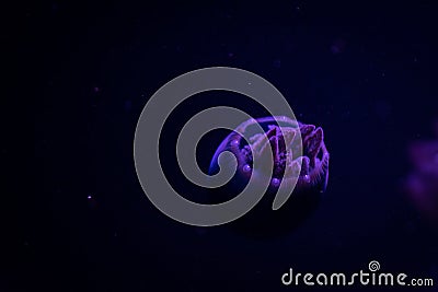 Jellyfish in purple light Stock Photo