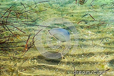 Jellyfish Rhizostomae and dry grass float in the water of the Black Sea. Blue medusa in dirty transparent water on the background Stock Photo