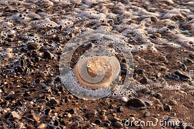 Jellyfish on the seashore. The concept of human impact on the environment. Huge dead jellyfish on the beach. Dead jellyfish on the Stock Photo