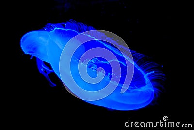 The jellyfish shows its beauty at the bottom of the oceans Editorial Stock Photo