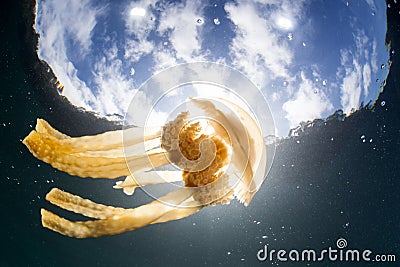 Jellyfish Silhouetted by Sunlight in Indonesia Stock Photo