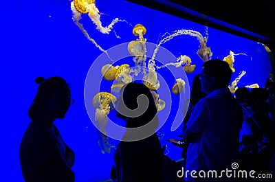 Tourists stop and observe a tank full of jellyfish in an aquarium Editorial Stock Photo
