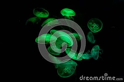 The Jellyfish Dance Stock Photo