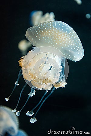 Jellyfish swimming Stock Photo