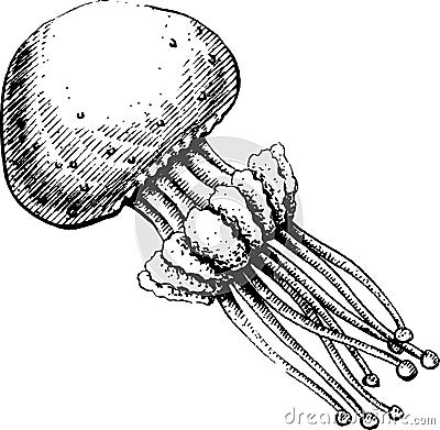 Jellyfish Vector Illustration