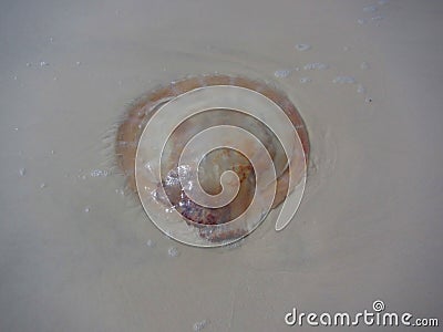 Jellyfish washed up on a beach Stock Photo