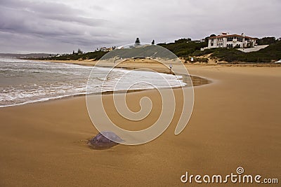 Jellyfish washed up on Robberg Beach Stock Photo