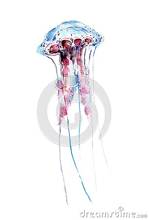 The jellyfish, watercolor illustration isolated on white. Cartoon Illustration