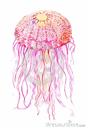 Jellyfish watercolor illustration Vector Illustration