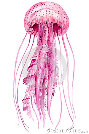 Jellyfish on a white background, watercolor illustration. Sea creatures. Cartoon Illustration