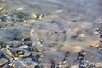 Jellyfishes in sea Stock Photo