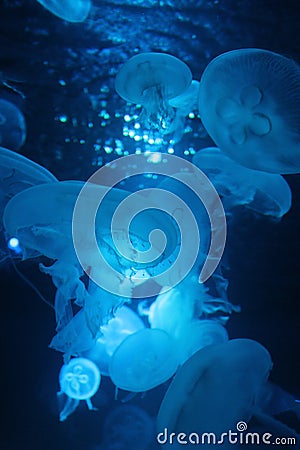 Jellyfishsea sea moon Bioluminescence floating underwater Stock Photo