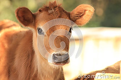 Jersey calf Stock Photo