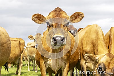 Jersey cow angry, a groep of Jersey cows, black nose brown coat Stock Photo