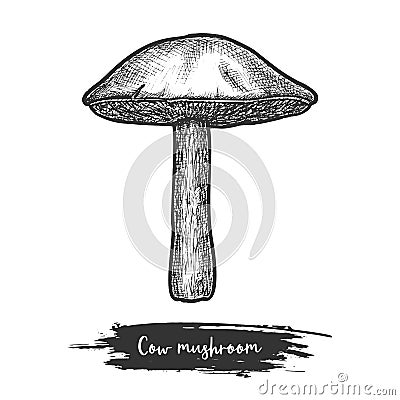 Jersey cow mushroom sketch or cooking shroom, Vector Illustration