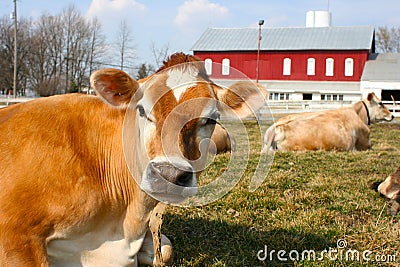 Jersey cow in a pasture Stock Photo