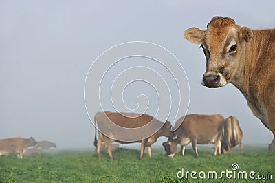 Jersey cow Stock Photo