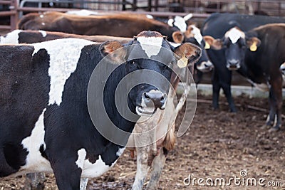 Jersey cows /dairy cattle farm Editorial Stock Photo