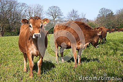 Jersey cows on a green grass Stock Photo