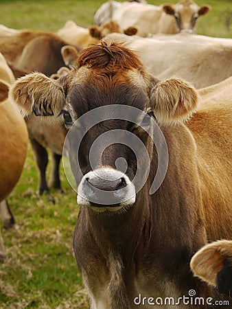 Jersey Dairy Cows, Cattle Stock Photo