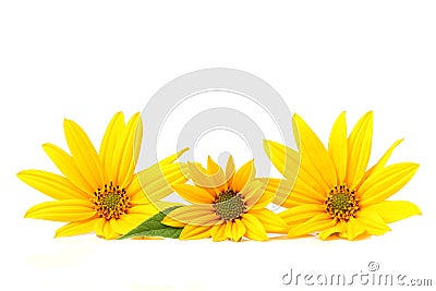 Yellow topinambur flowers on white. Stock Photo