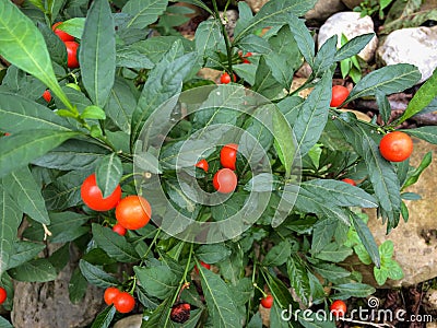 Jerusalem Cherry. Stock Photo