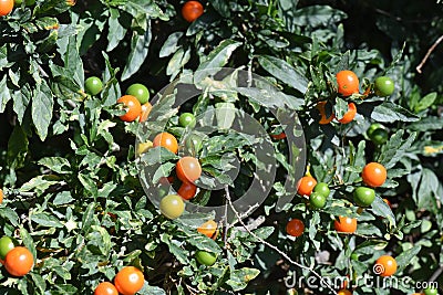 Jerusalem cherry Solanum pseudocapsicum outdoor Stock Photo