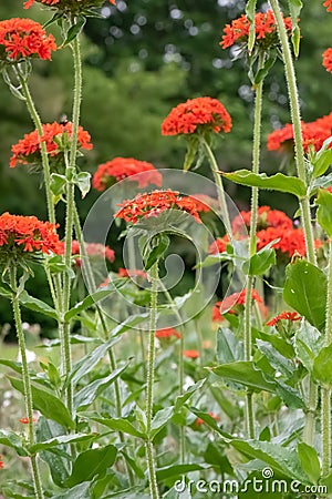 Jerusalem cross, Silene chalcedonica, red flowering plant Stock Photo