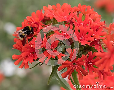 Jerusalem cross, Silene chalcedonica, red flowers Stock Photo