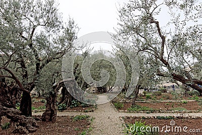 Jerusalem, Israel. - February 15.2017. Gethsemane garden. The place of Jesus Christ`s praying on the night of the arrest. Editorial Stock Photo